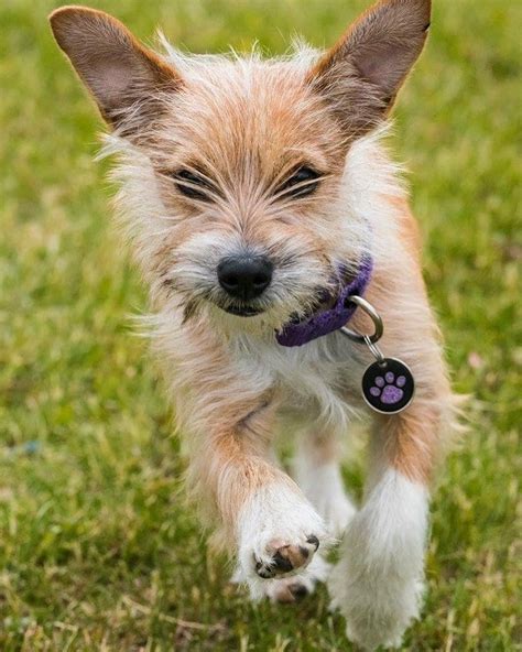 podenco portugués|The Portuguese Podengo Pequeno Is a Lively Little。